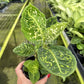 4" Dieffenbachia Reflector