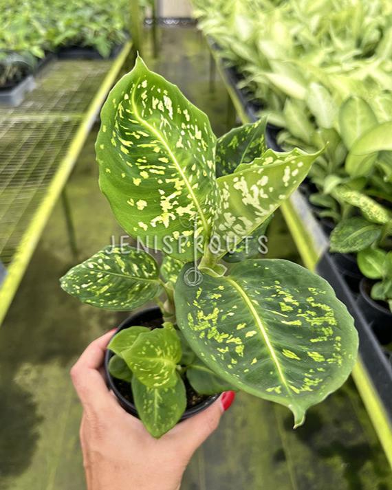 4" Dieffenbachia Reflector