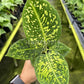 4" Dieffenbachia Reflector