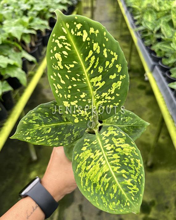 4" Dieffenbachia Reflector