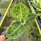 4" Dieffenbachia Reflector