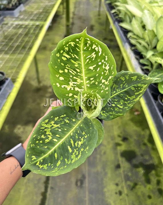 4" Dieffenbachia Reflector