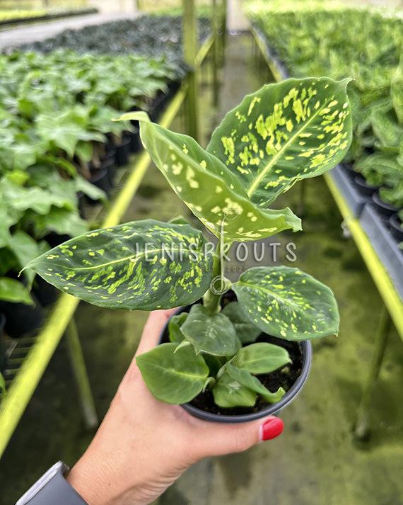 4" Dieffenbachia Reflector