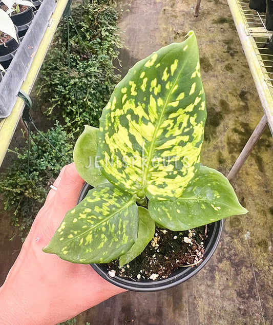 4" Dieffenbachia Reflector