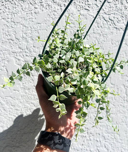 5" Dischidia Million Hearts Variegated (Hanging Basket)