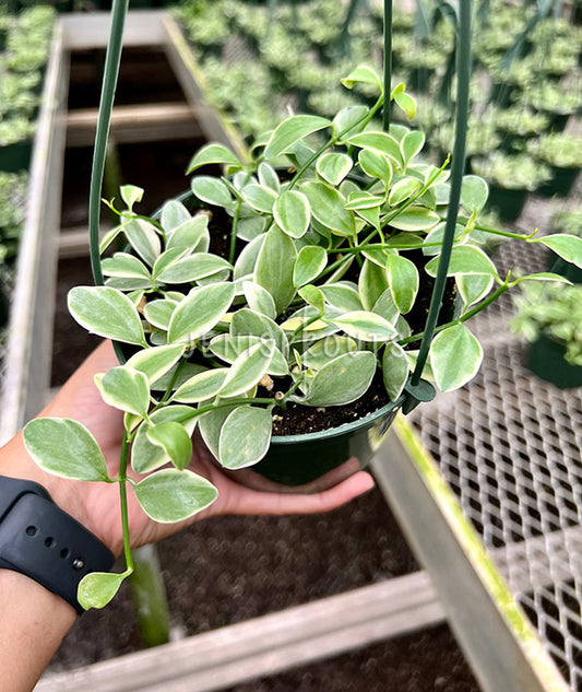 5" Dischidia Oiantha Variegated (Hanging Basket)