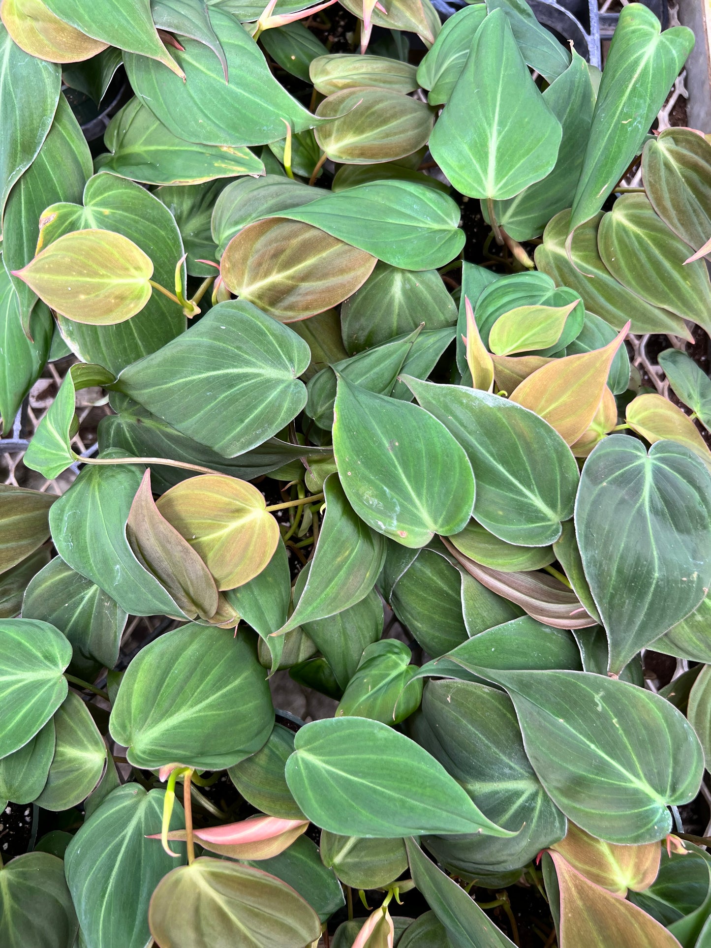 4" Philodendron Micans