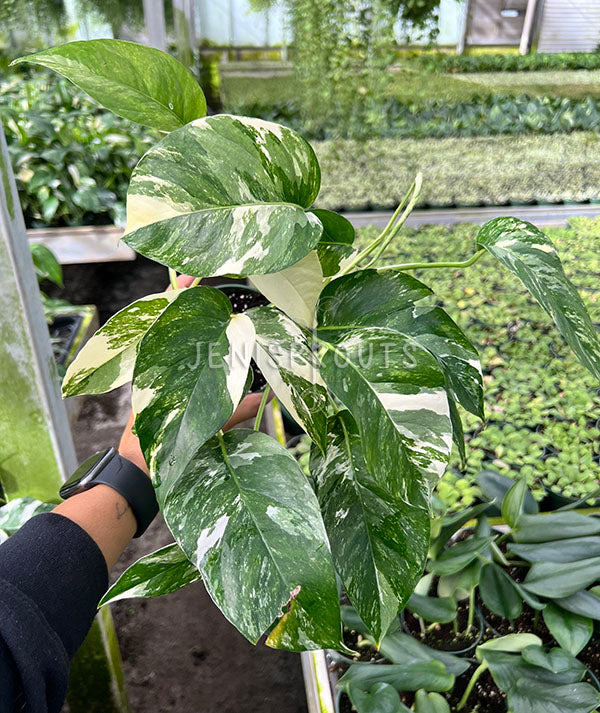 4" Epipremnum Pinnatum Albo Variegated