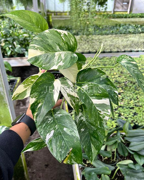 philodendron epipremnum pinnatum variegated 4" Epipremnum Pinnatum Albo Variegated
