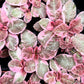 2” Pink Episcia Smoke Variegated African Flame Violet