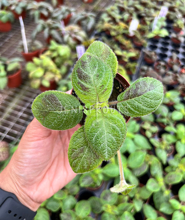 2" Episcia Sorrento Sunrise