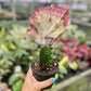 4" Euphorbia Lactea Cristata Pink - Coral Cactus