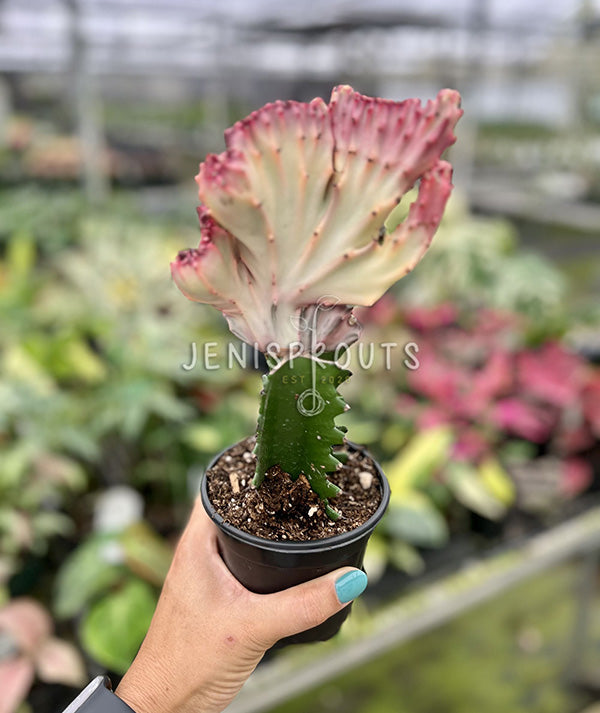 4" Euphorbia Lactea Cristata Pink - Coral Cactus