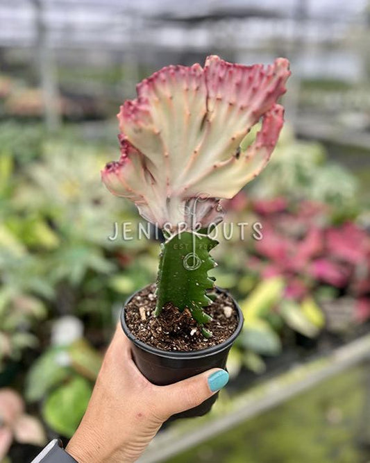 4" Euphorbia Lactea Cristata Pink - Coral Cactus