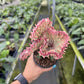 4" Euphorbia Lactea Cristata Pink - Coral Cactus