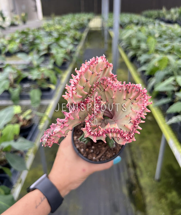 4" Euphorbia Lactea Cristata Pink - Coral Cactus