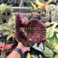 4" Euphorbia Lactea Cristata Red - Coral Cactus