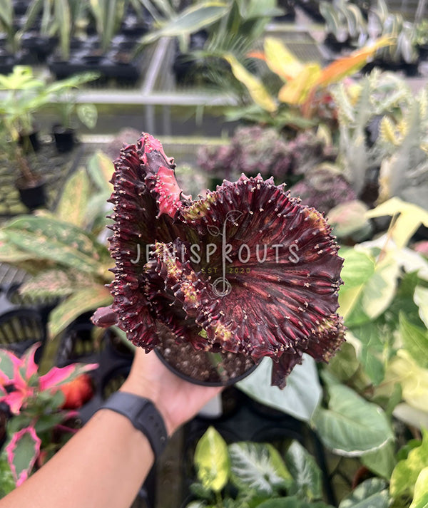 4" Euphorbia Lactea Cristata Red - Coral Cactus