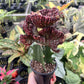 4" Euphorbia Lactea Cristata Red - Coral Cactus