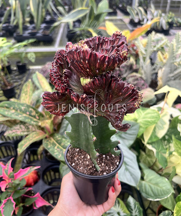 4" Euphorbia Lactea Cristata Red - Coral Cactus