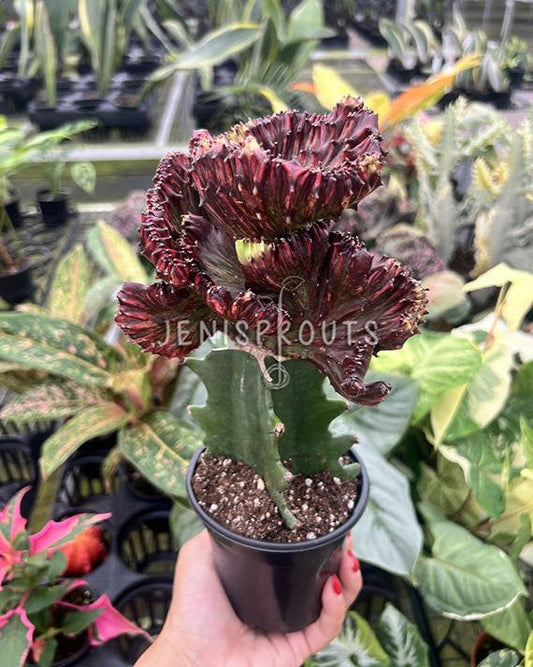 4" Euphorbia Lactea Cristata Red - Coral Cactus