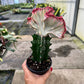 4" Euphorbia Lactea Cristata Pink - Coral Cactus