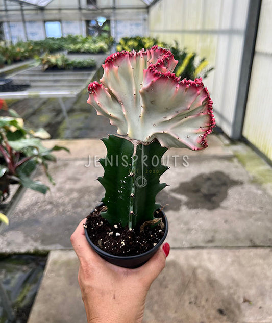 4" Euphorbia Lactea Cristata Pink - Coral Cactus