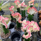 4" Euphorbia Lactea Cristata Pink - Coral Cactus