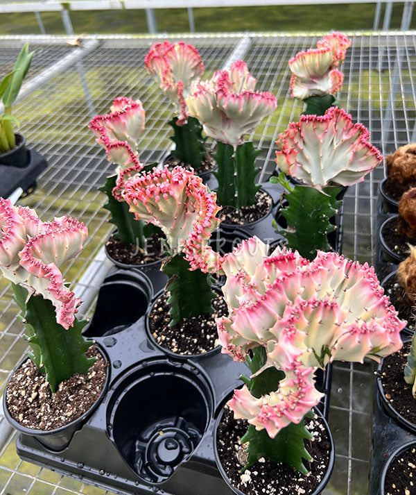 4" Euphorbia Lactea Cristata Pink - Coral Cactus