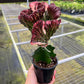 4" Euphorbia Lactea Cristata Red - Coral Cactus