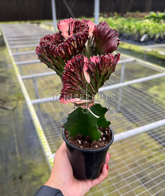 4" Euphorbia Lactea Cristata Red - Coral Cactus