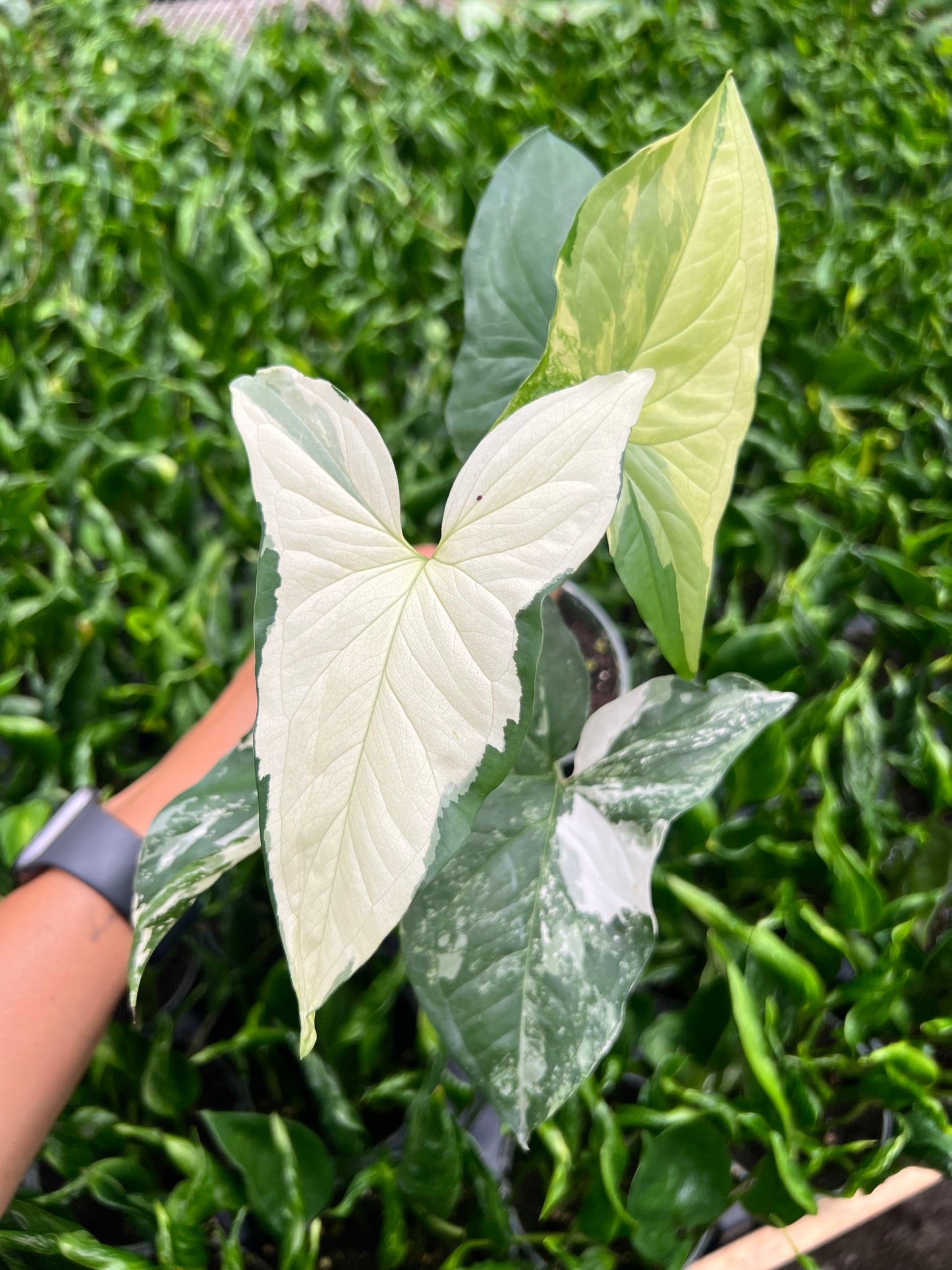 4" Syngonium Albo Variegated