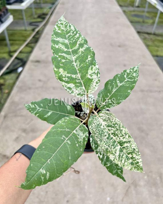 4" Ficus Aspera