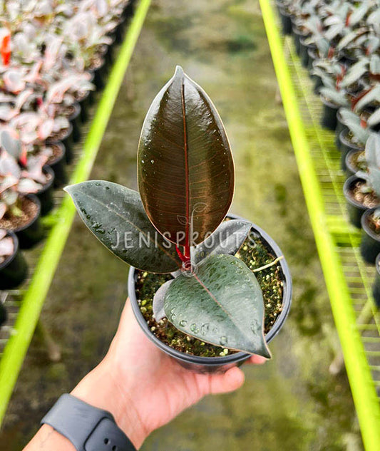 4" Ficus Elastica Burgundy (Rubber Plant)