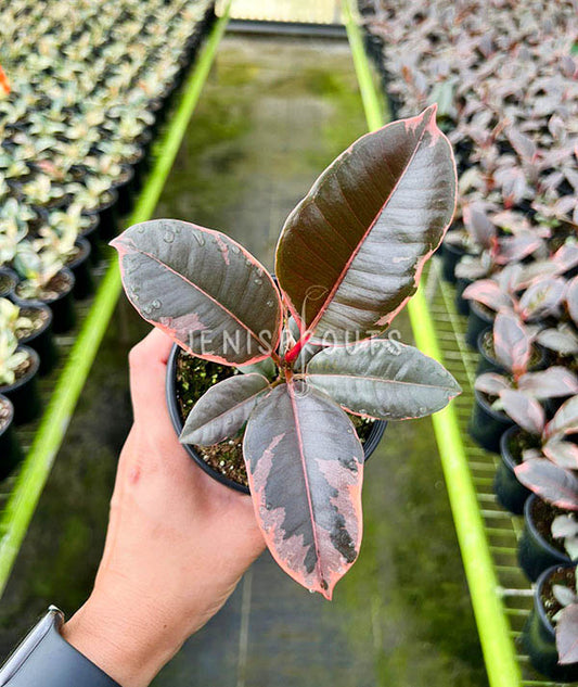 4" Ficus Elastica Ruby (Rubber Plant)