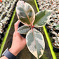 4" Ficus Elastica Tineke (Rubber Plant)