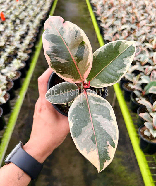 4" Ficus Elastica Tineke (Rubber Plant)