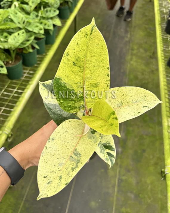 4" Ficus Moonshine Variegated 'Shivereana'