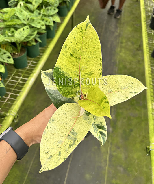 4" Ficus Moonshine Variegated 'Shivereana'