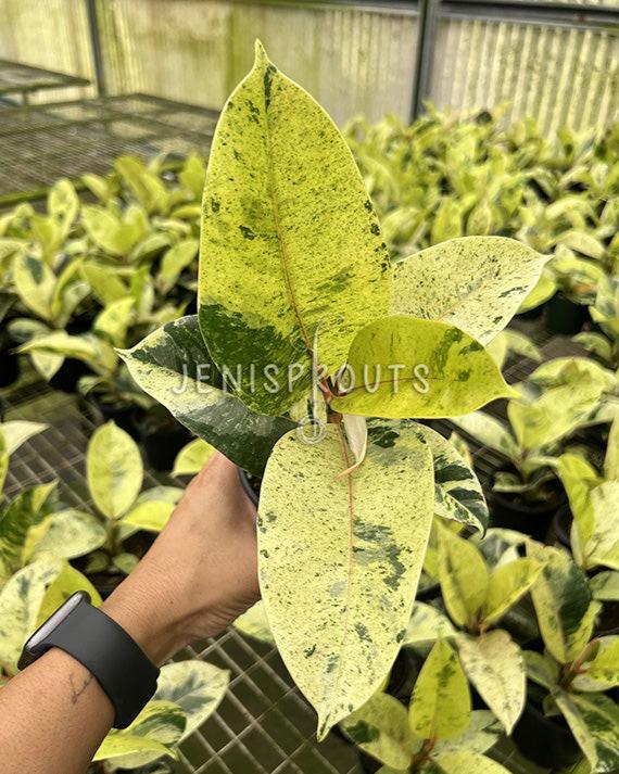 4" Ficus Moonshine Variegated 'Shivereana'