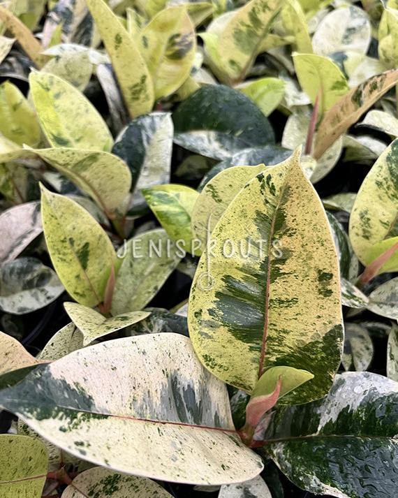 4" Ficus Moonshine Variegated 'Shivereana'