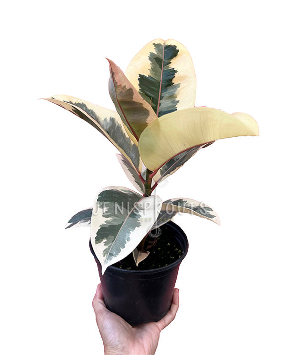 6" Ficus Elastica Tineke (Rubber Plant)