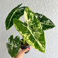 4" Alocasia Frydek Variegated