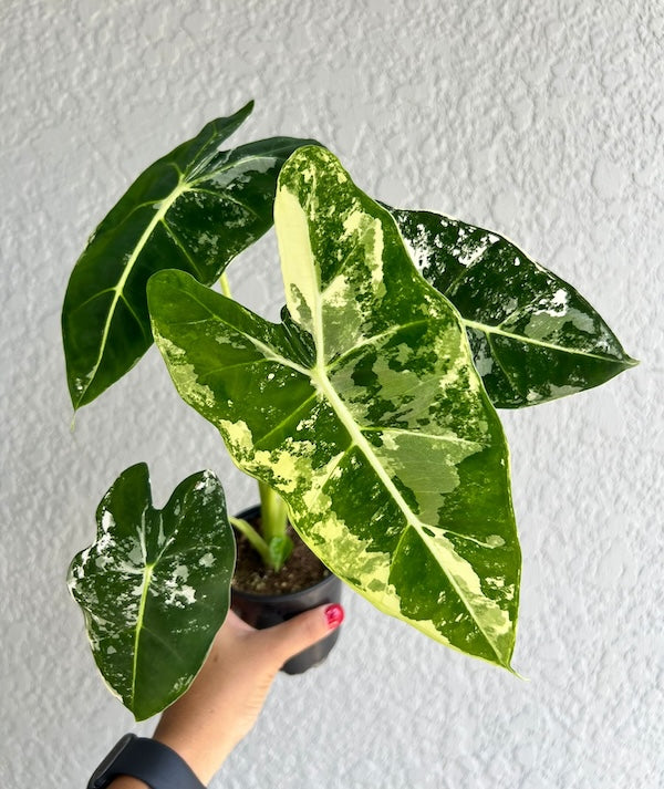 4" Alocasia Frydek Variegated