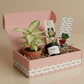 Jenisprouts Gift Box - A Thoughtful Plant Surprise