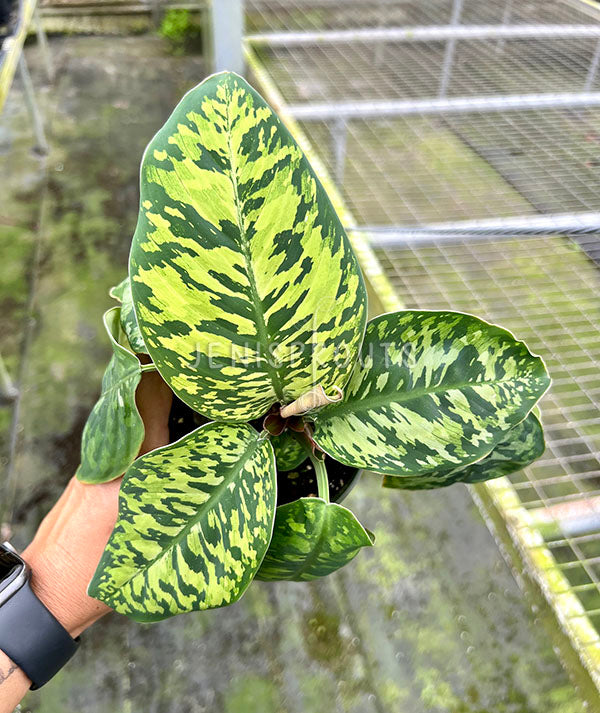 4” Homalomena Camouflage