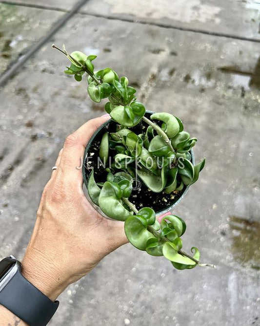 4" Hoya Compacta