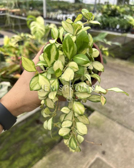 4" Hoya Heuschkeliana Variegata