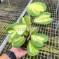 4" Hoya Kerrii Inner Variegated (Sweetheart Plant)