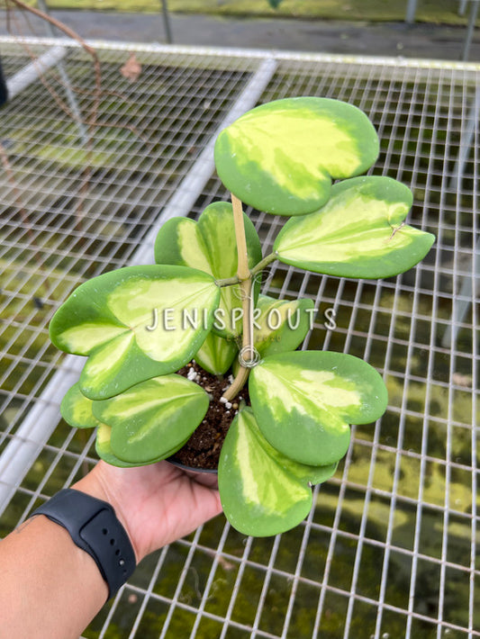 4" Hoya Kerrii Inner Variegated (Sweetheart Plant)